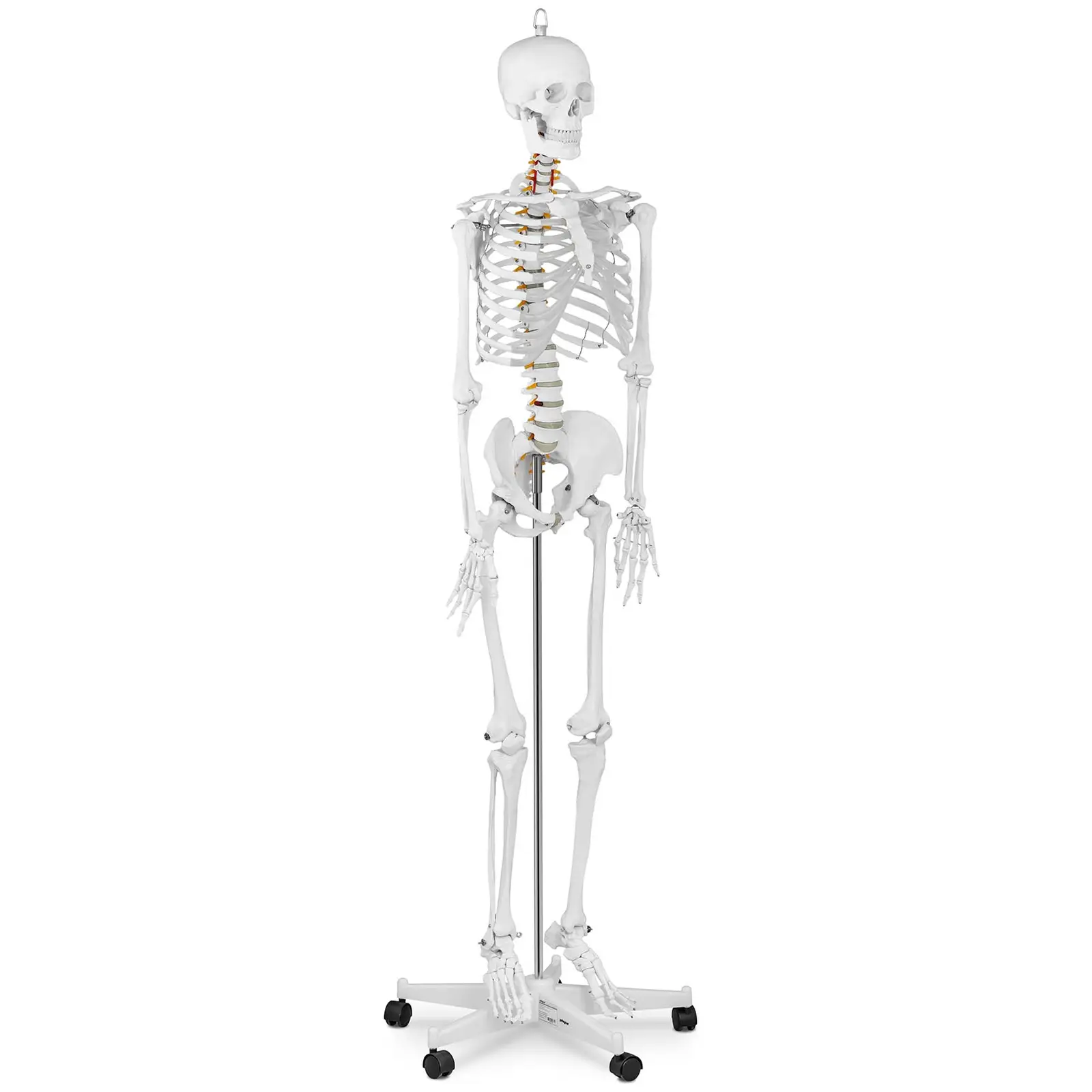 Модел на скелет - в естествен размер