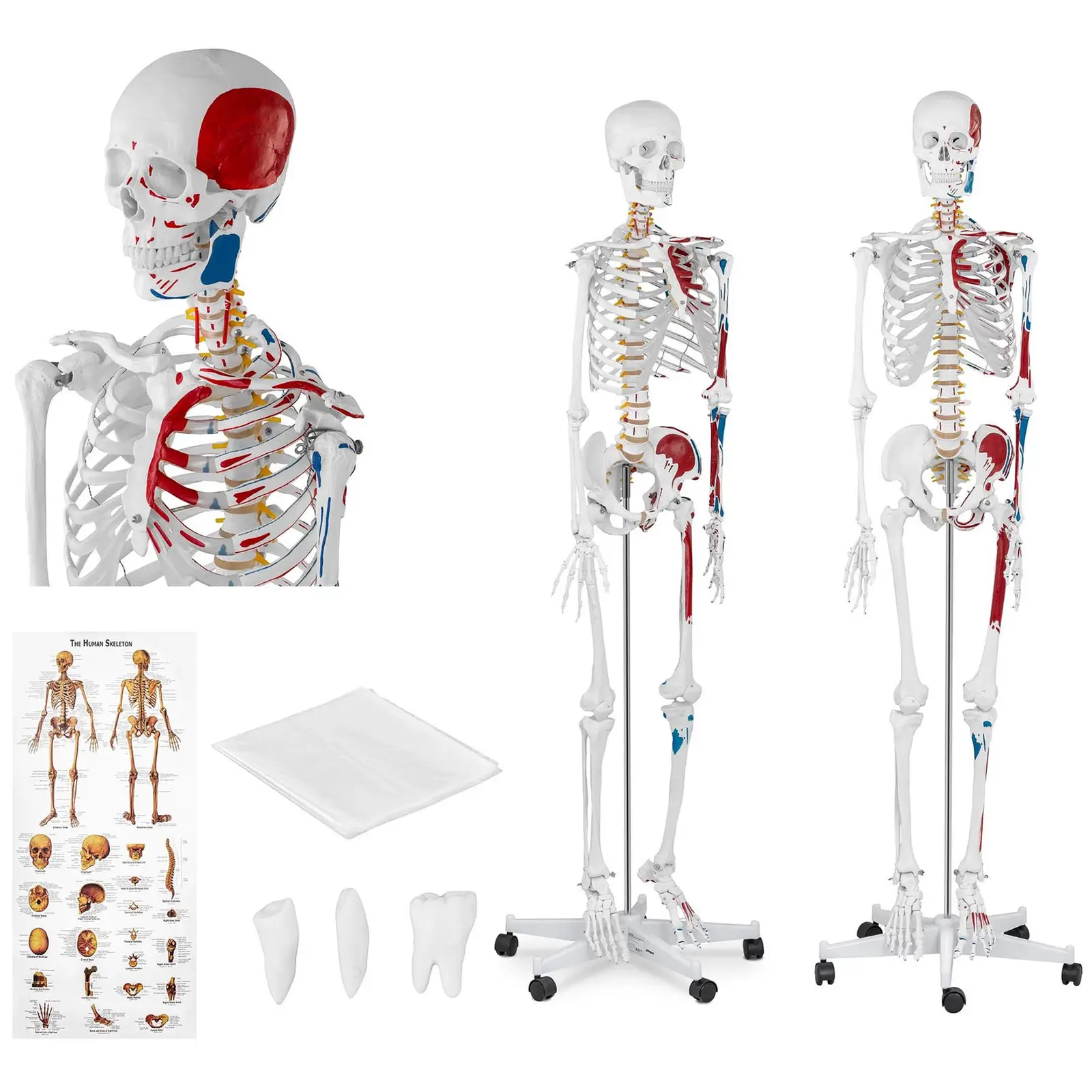 Модел на скелет - в естествена размер - оцветен