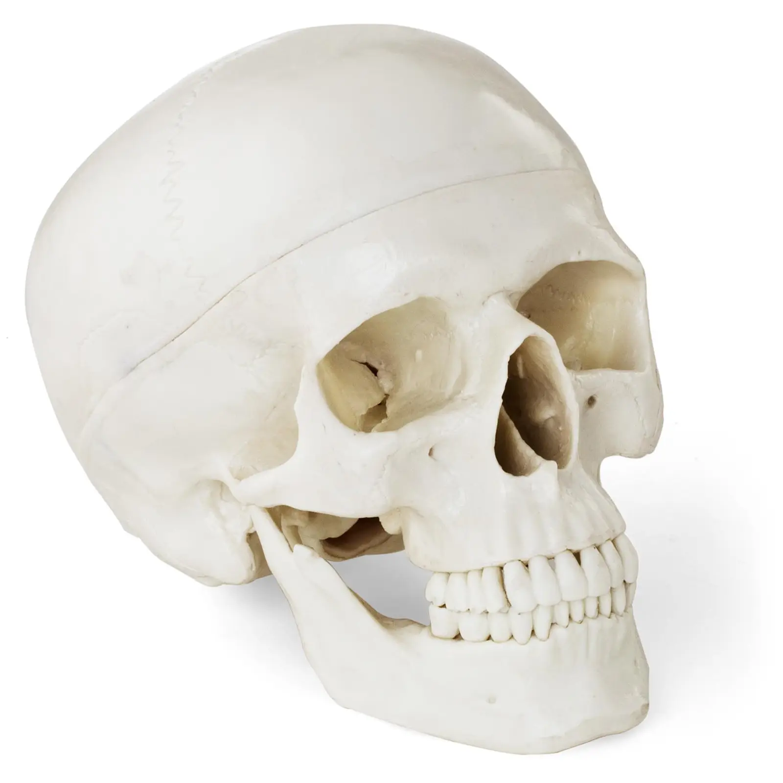 Модел на черепа - бял