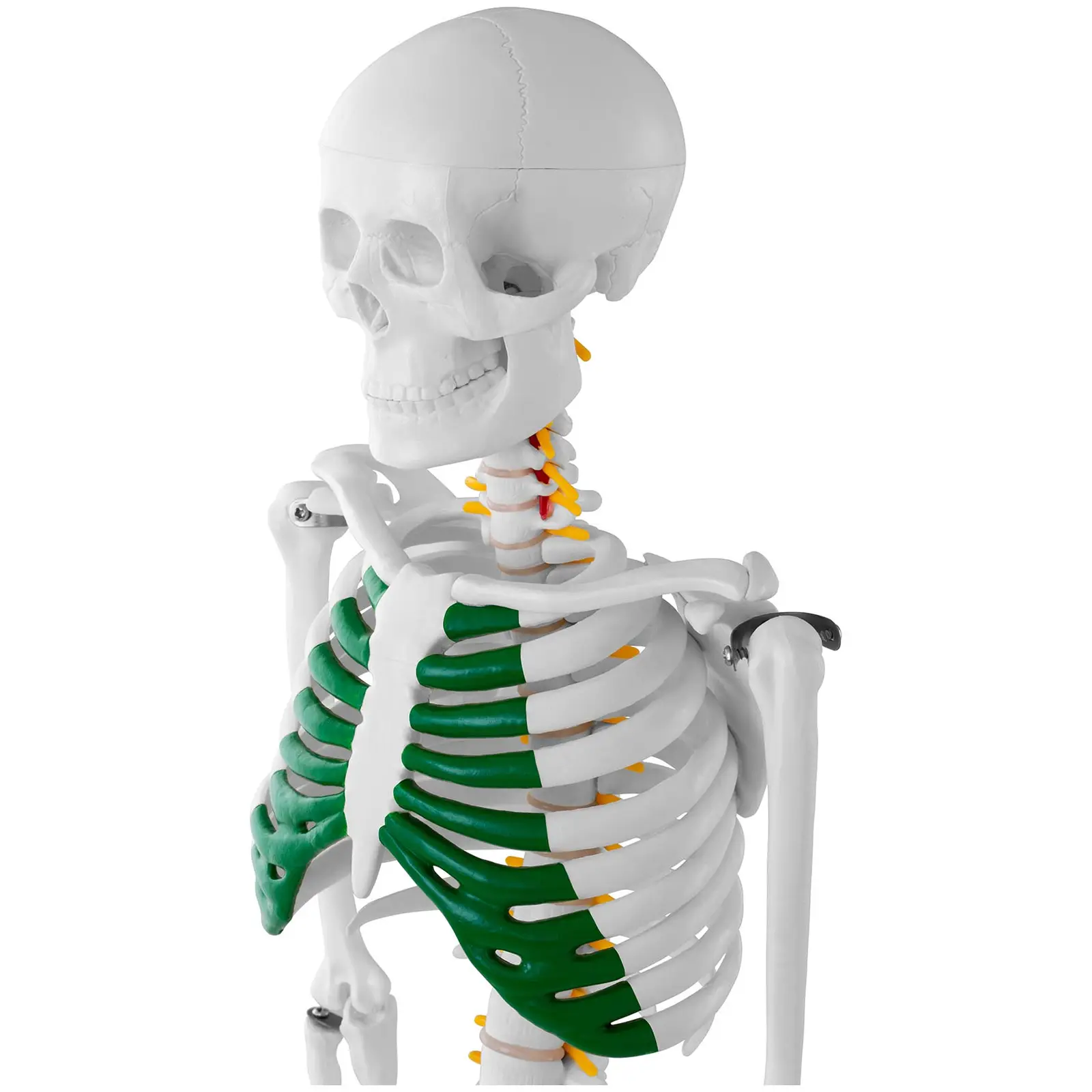 Миниатюрен скелет - 85 см