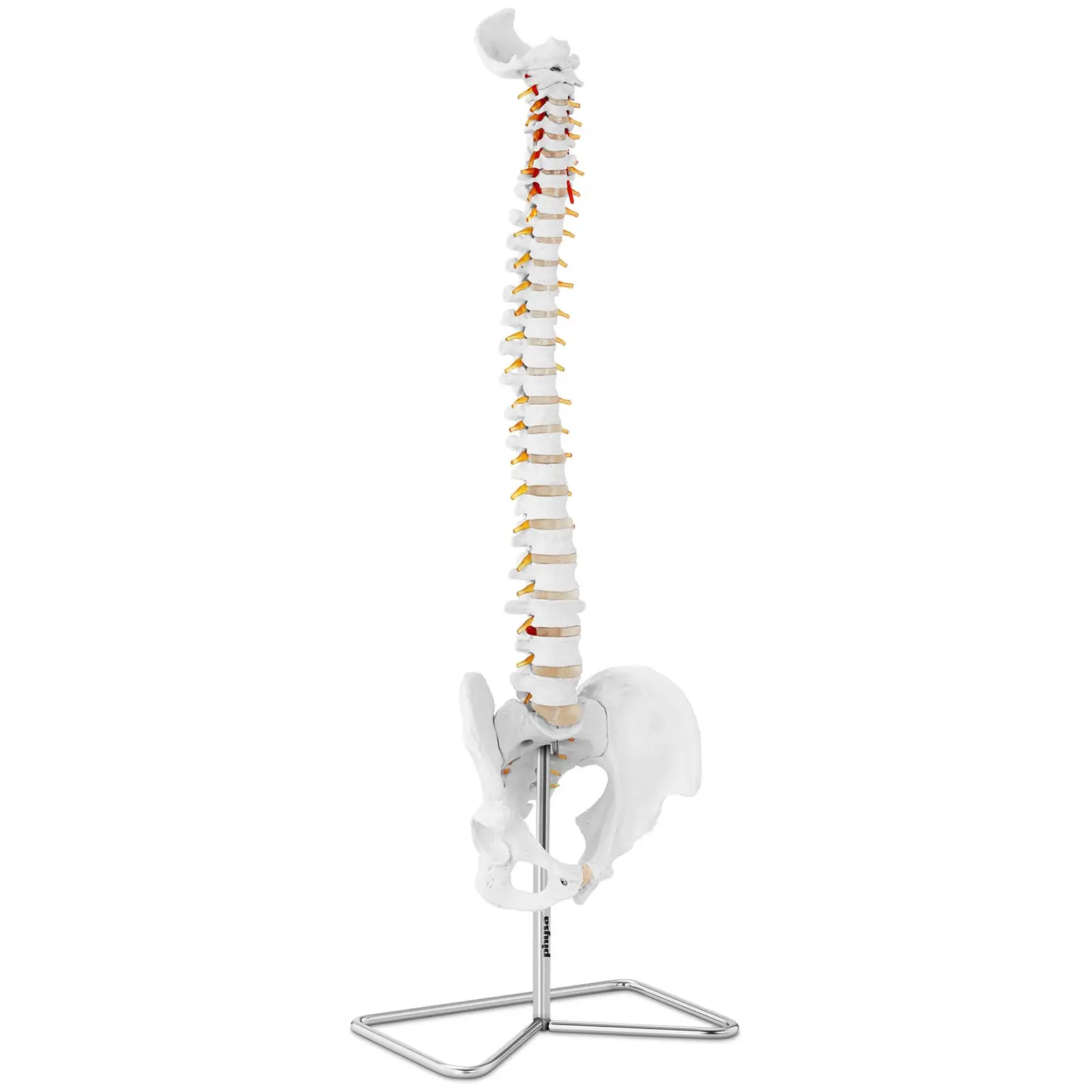 Модел на гръбначен стълб с таз - в естествена размер